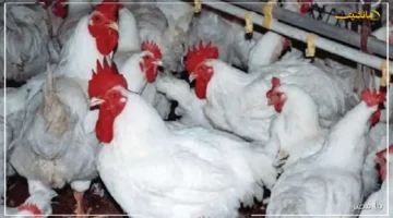 بعد قفزة مفاجئة.. أسعار الفراخ البيضاء اليوم تسجل استقرارًا تطور جديد في السوق 1